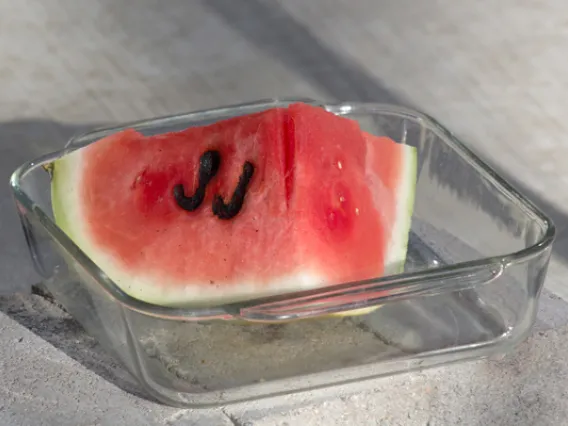 slice of watermelon