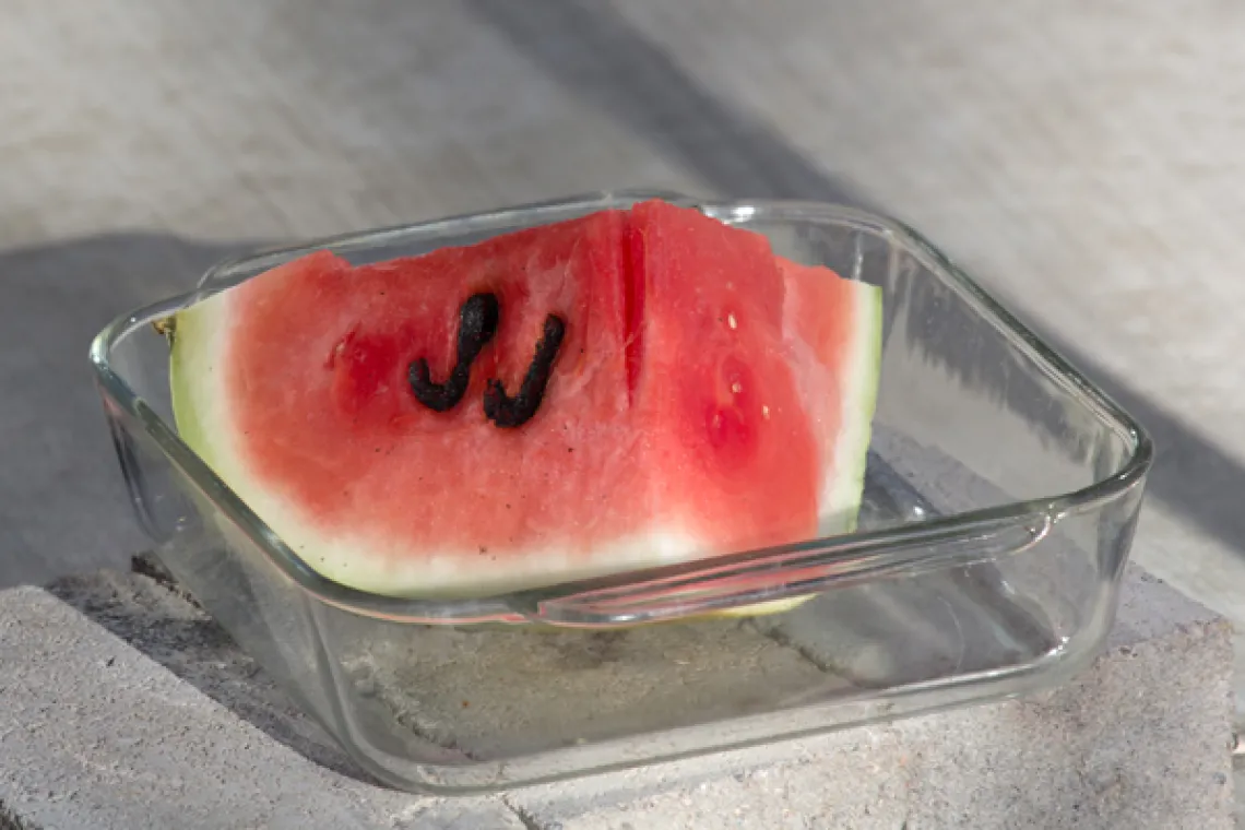 slice of watermelon