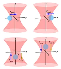 3D models melzer research