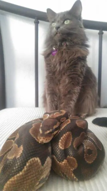 cat and snake